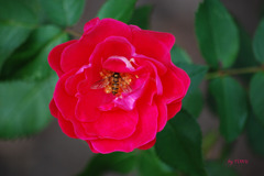 032_花とミツバチの会話