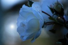 257_ROSE (3)
