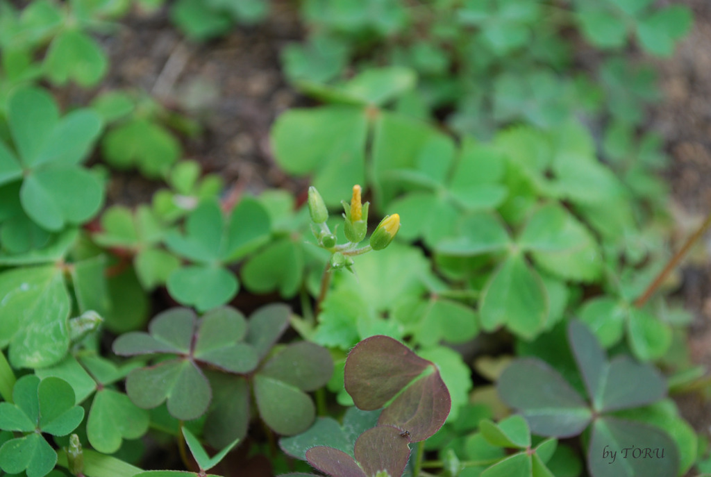 006＿可憐な雑草