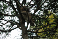 047_鎌倉の野リス