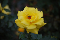 012＿お尻が出てるよ