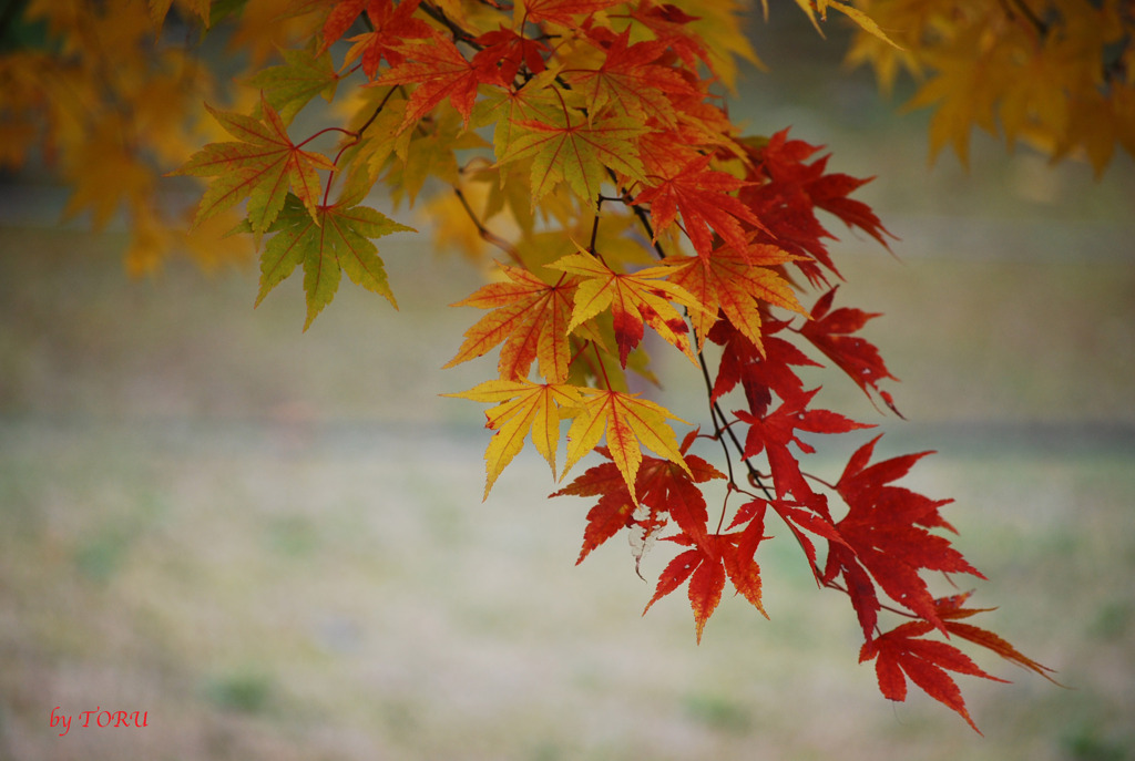 013_小さい秋みっけ