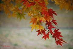 013_小さい秋みっけ