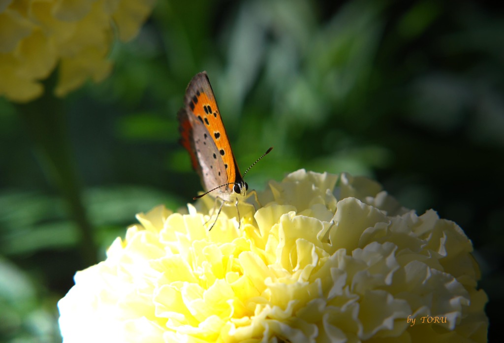221_チョウチョ