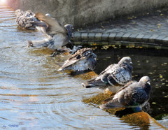 686_鳩の競泳