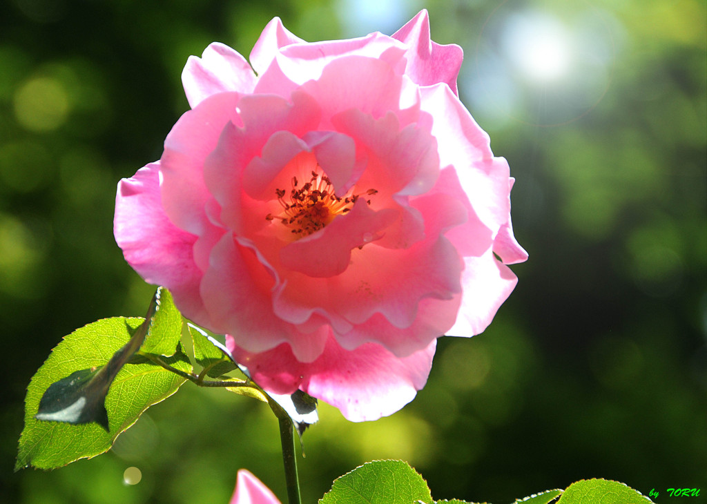 548_花の名