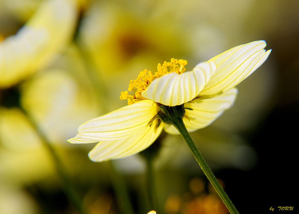 589_YELLOW