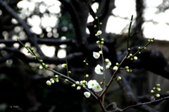 301_梅の光