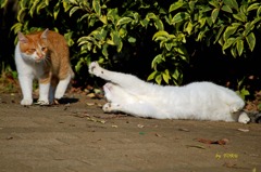 068＿こっちにおいでよ