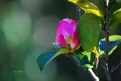 091＿冬のつぼみ