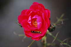 020_華やかなベッド