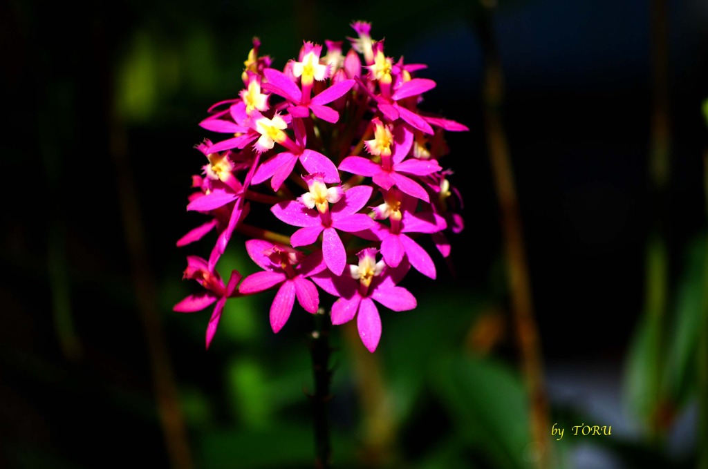 102_クレパスの花