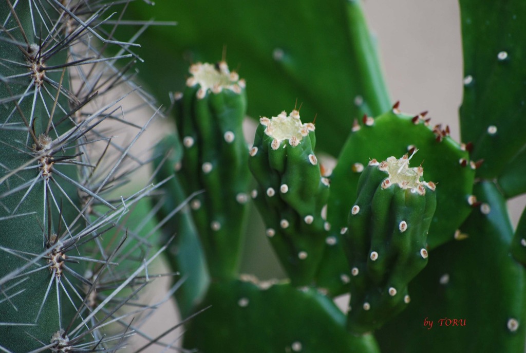 067_サボテンの刺