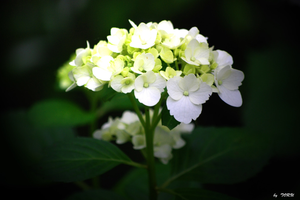 551_紫陽花の季節