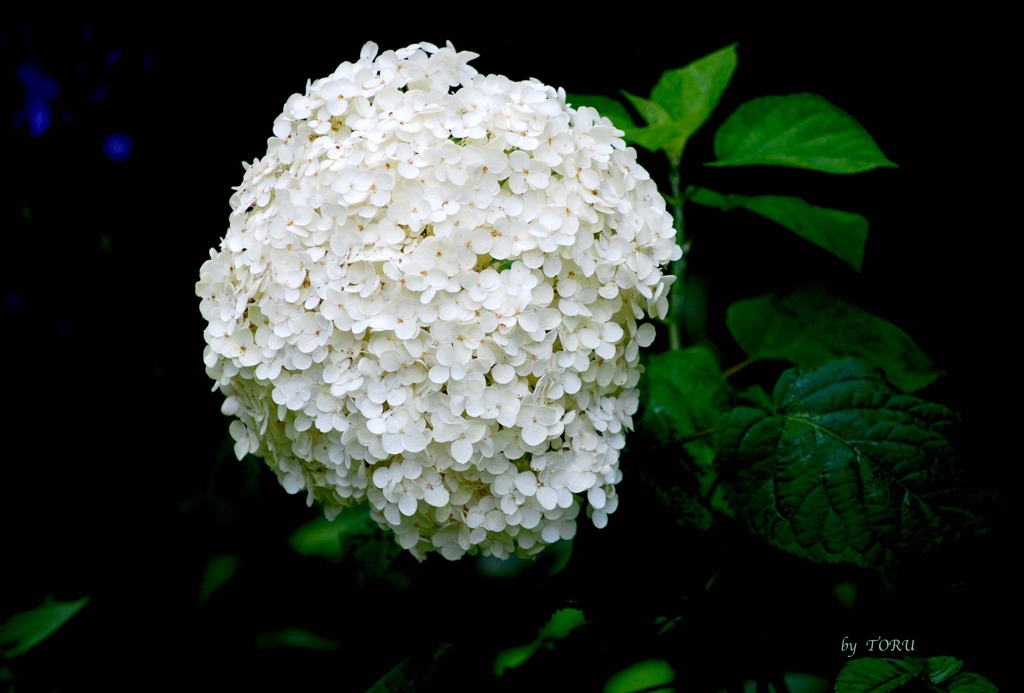 202_白い紫陽花
