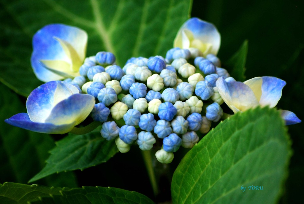 201＿あじさいの息吹
