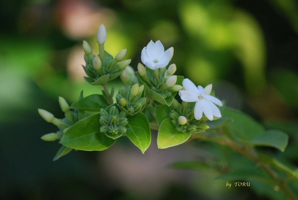 065＿柔らかな日差し