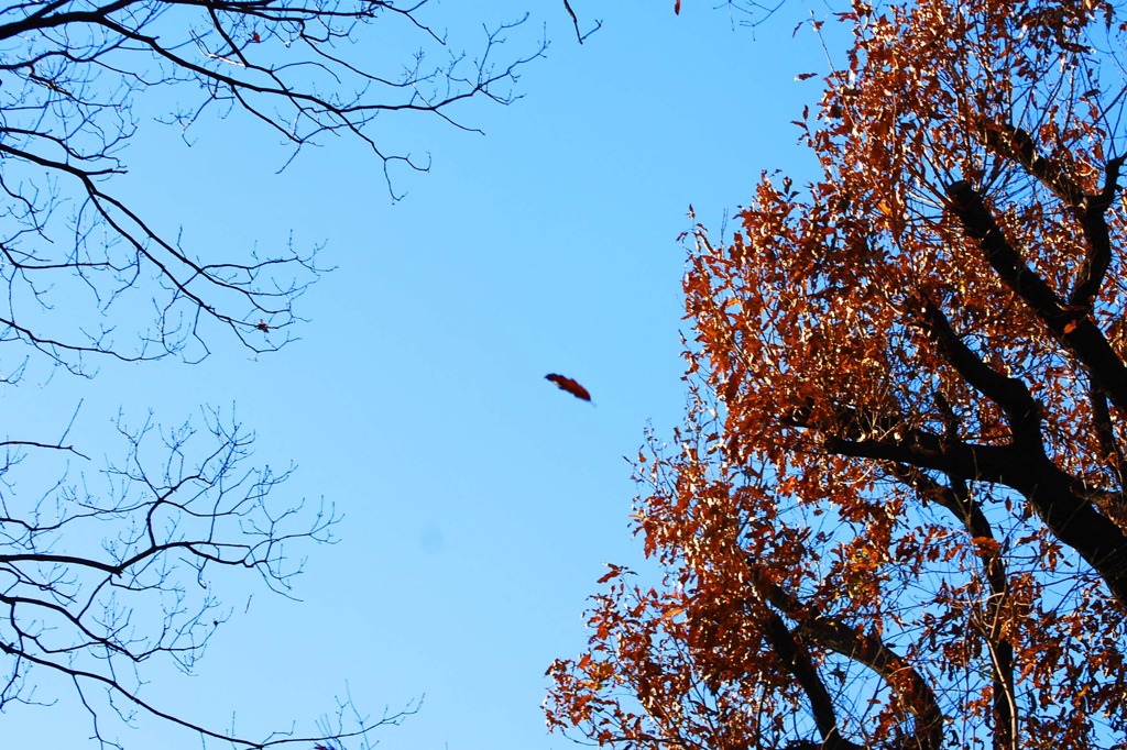 074＿風になりたい