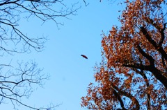 074＿風になりたい