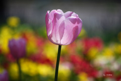 163_ちゅうりっぷ