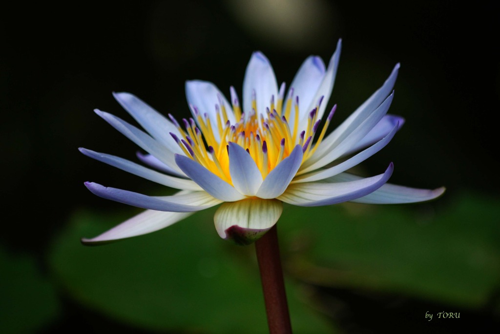 165＿女神の花