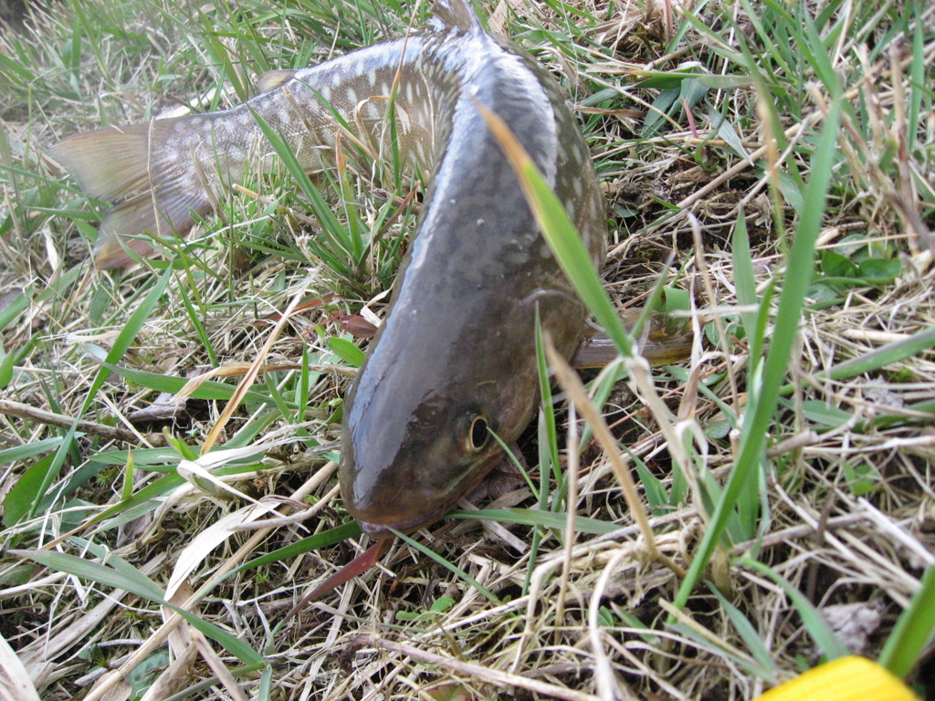 アメマス