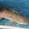 幻の魚