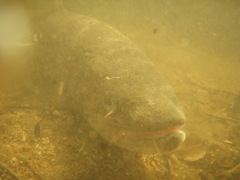 幻の魚　水中ver.