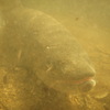 幻の魚　水中ver.