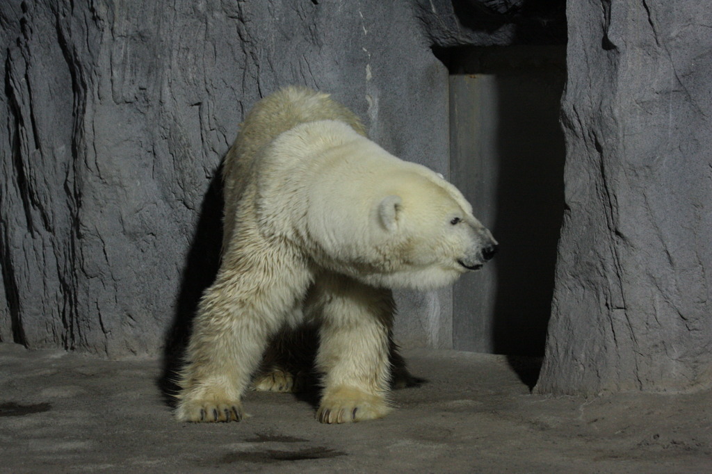 090815旭山動物園ホッキョクグマ1