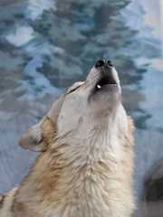 2012.02.09天王寺動物園