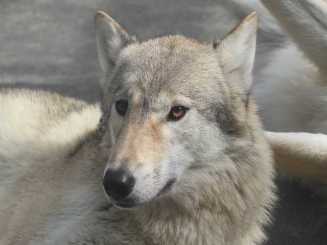 2012.02.09天王寺動物園