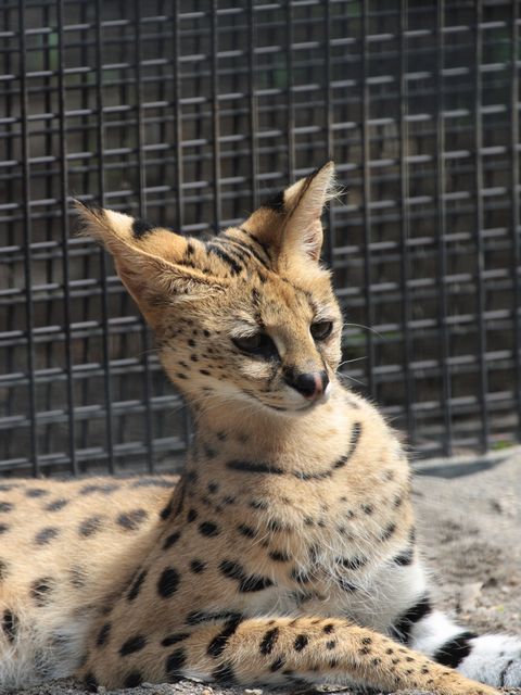 サーバルキャット