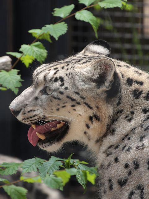 ユキヒョウ