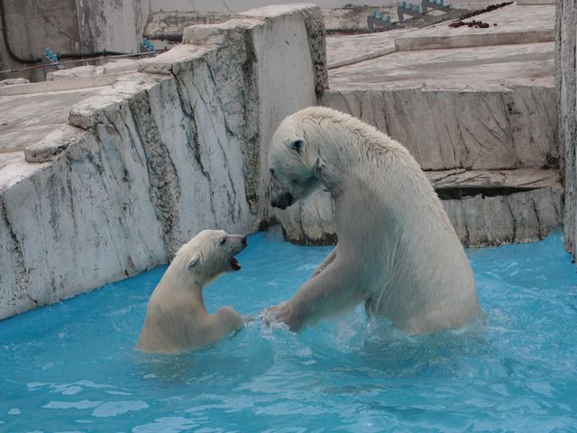 ホッキョクグマ親子