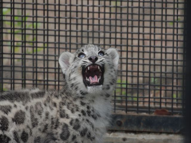 ユキヒョウ仔ども