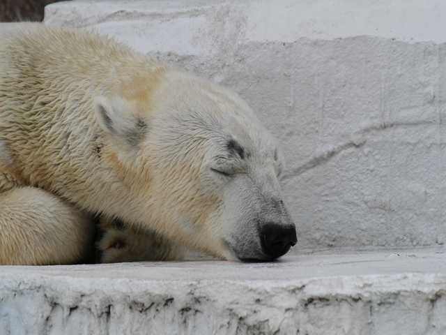 2012.02.10天王寺動物園