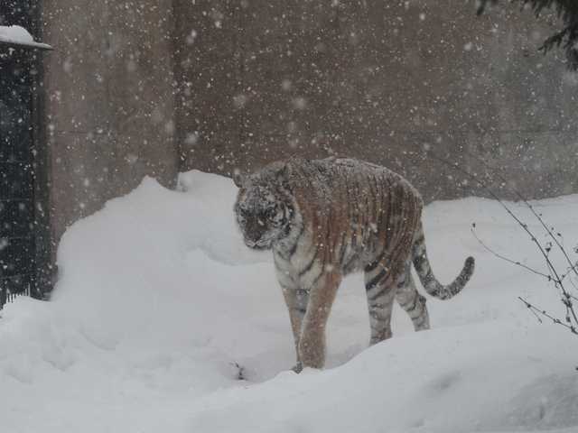 2012.01.10旭山動物園