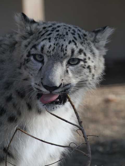 札幌円山動物園2011.10.30