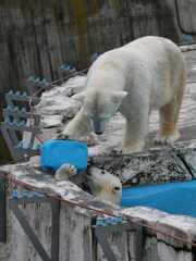 札幌円山動物園2011.10.30