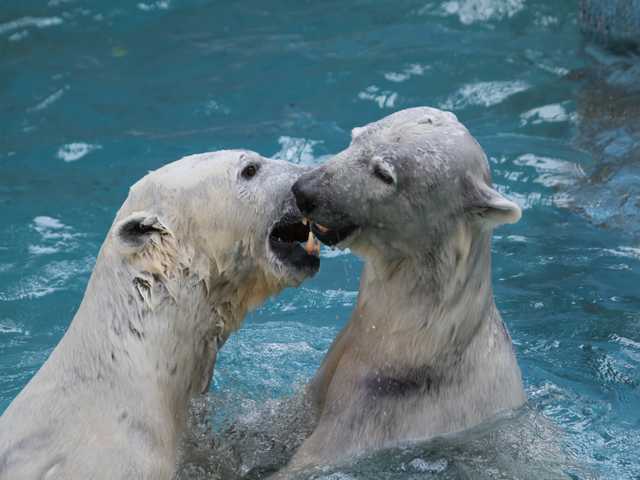 2012.02.10天王寺動物園