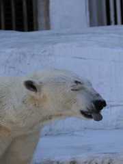 2012.02.09天王寺動物園