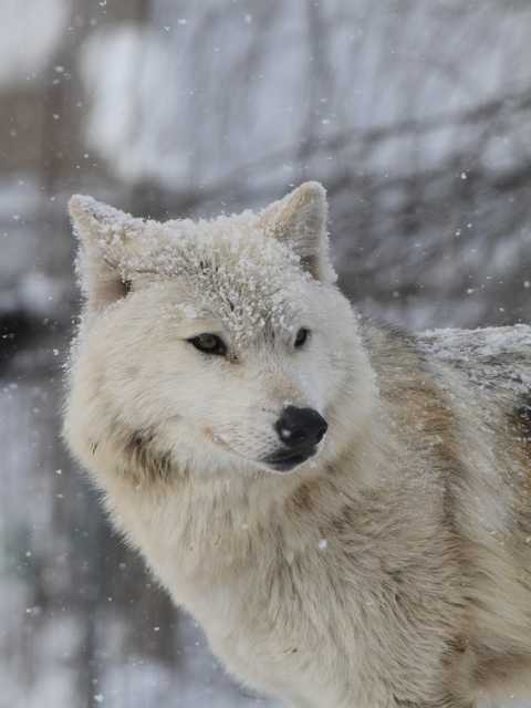 2012.01.10旭山動物園