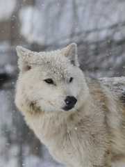 2012.01.10旭山動物園