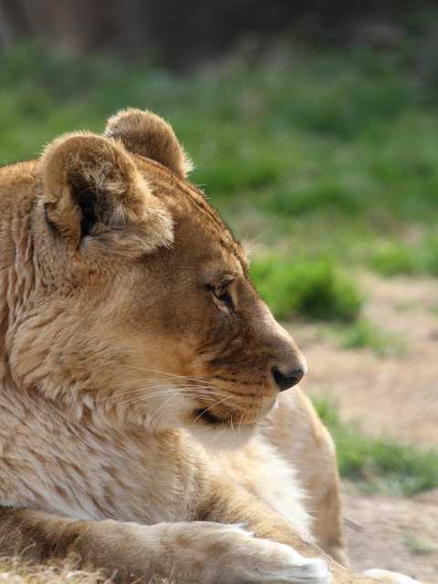 2012.02.10天王寺動物園