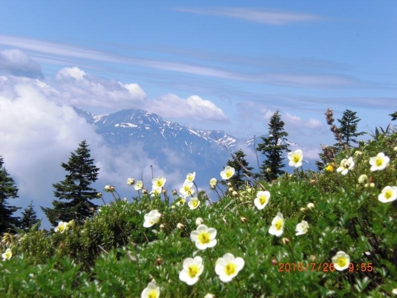 チングルマ 背景は後立山　頸城山塊・天狗原山～金山