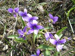 スミレの花　高御位山で