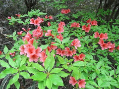 ヤマツツジ、花言葉は「燃える思い」