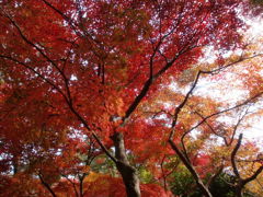 修法ヶ原の近くの紅葉