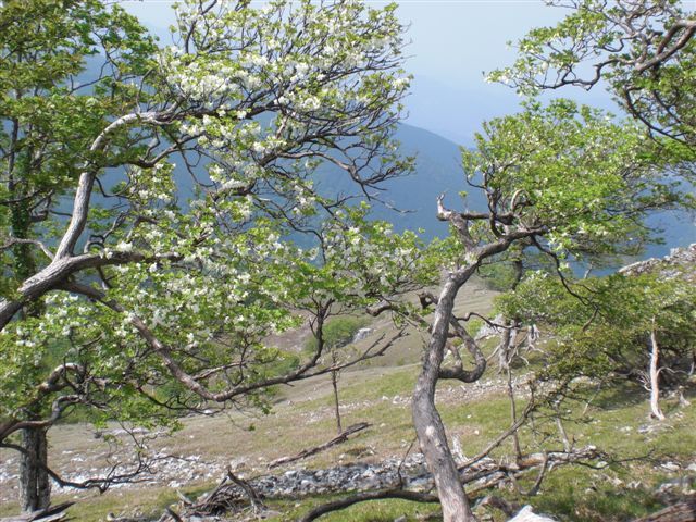 シロヤシオ　台高山脈縦走
